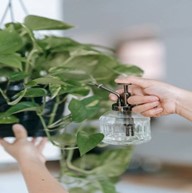Amenajarea și întreținerea plantelor de interior 2 3